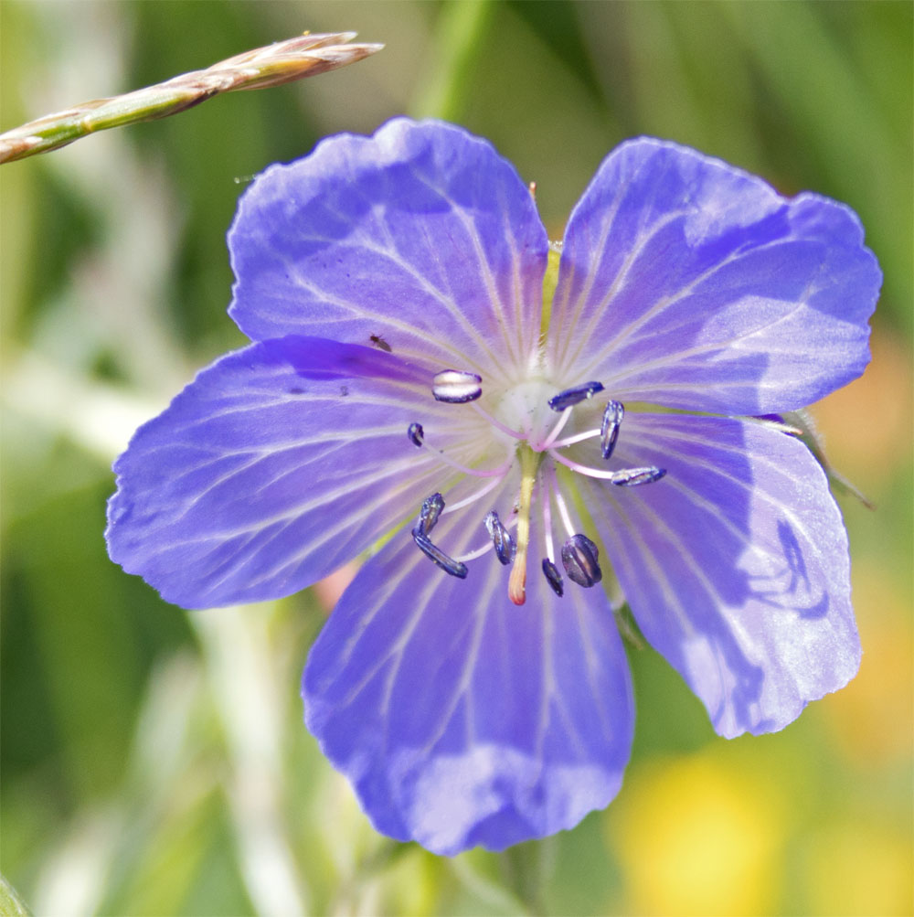 Meadow cranesbill 23 Jun 2018