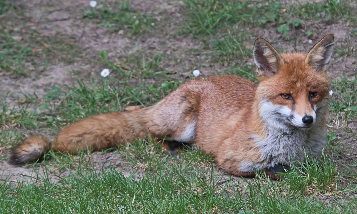 One Eye 28 June 2018