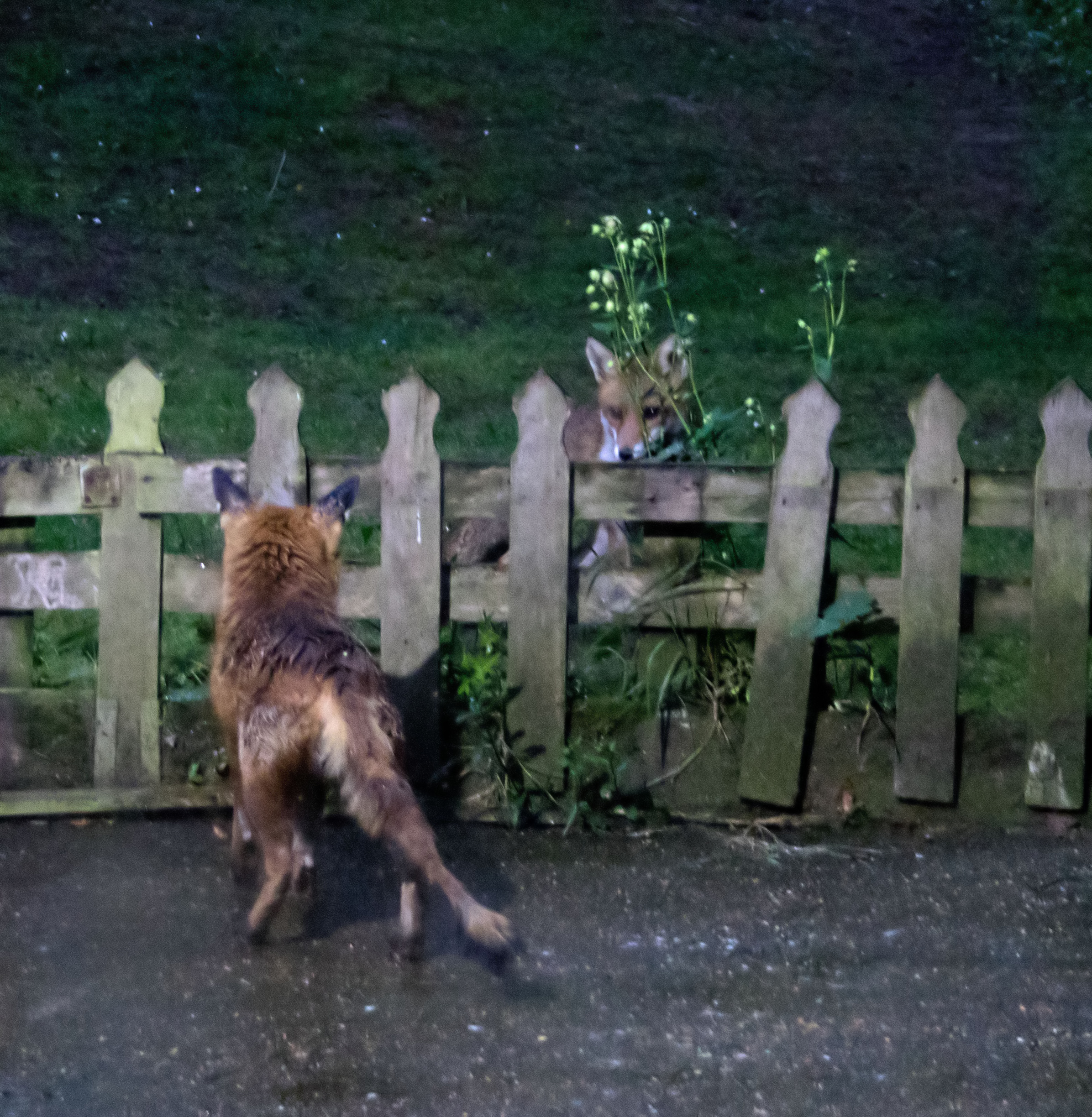 One Eye and White Socks 11 May 2017