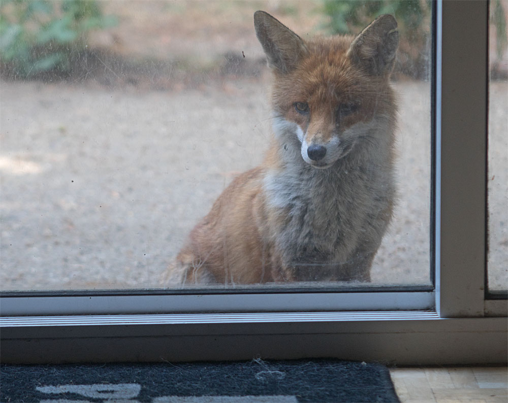 One Eye being nosy 14 Jul 2018