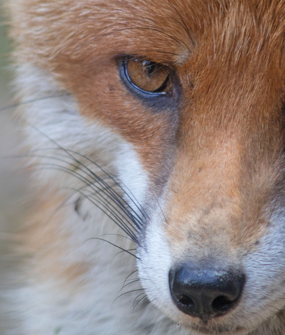 One Eye1 14 Jul 2018