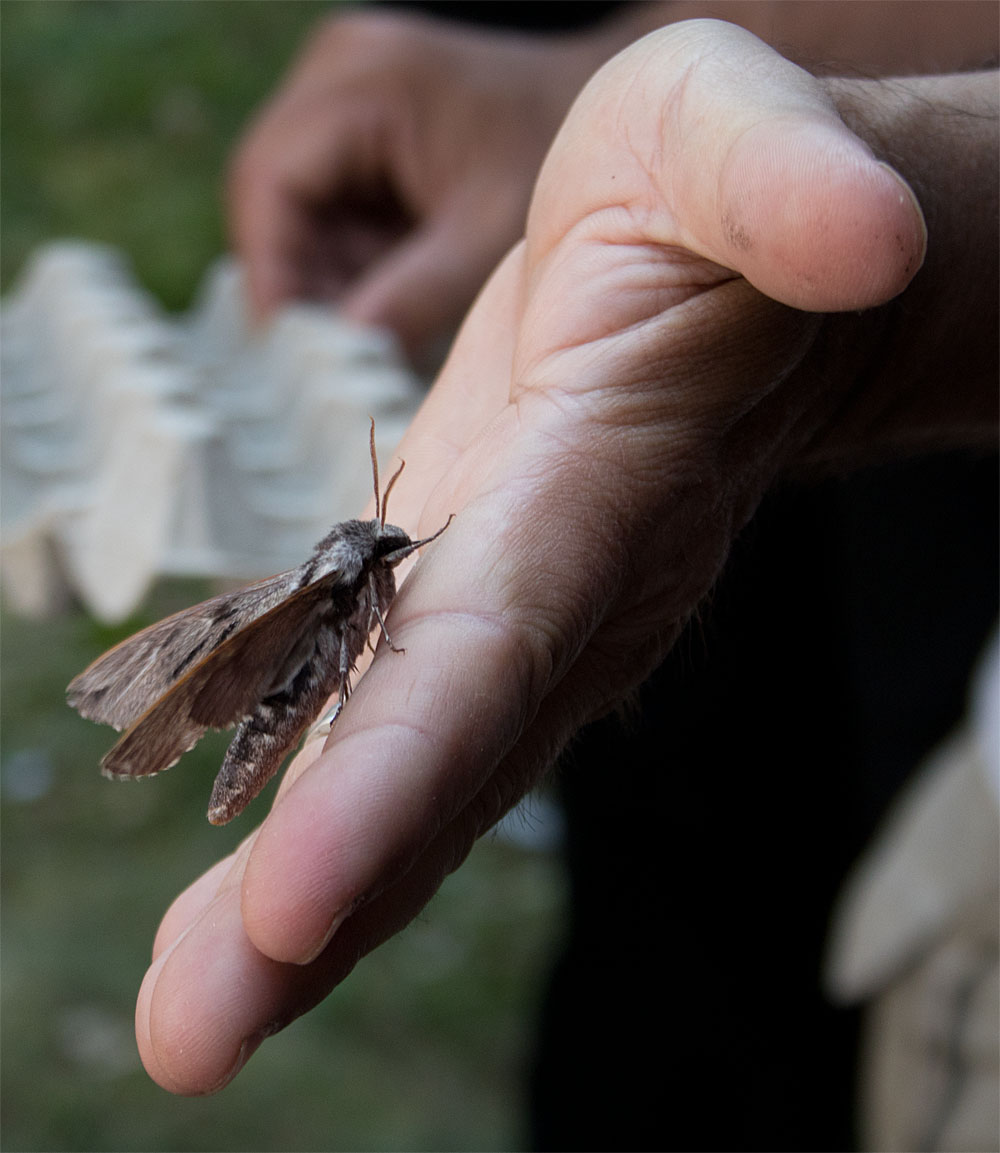 Pine hawk moth Dorset 10 Jul 2018
