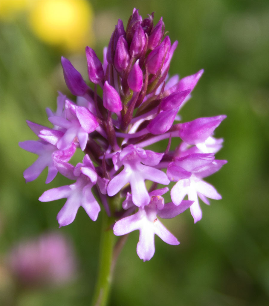 Pyramidal orchid2 23 Jun 2018