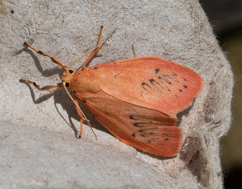Rosy footman Dorset 100718