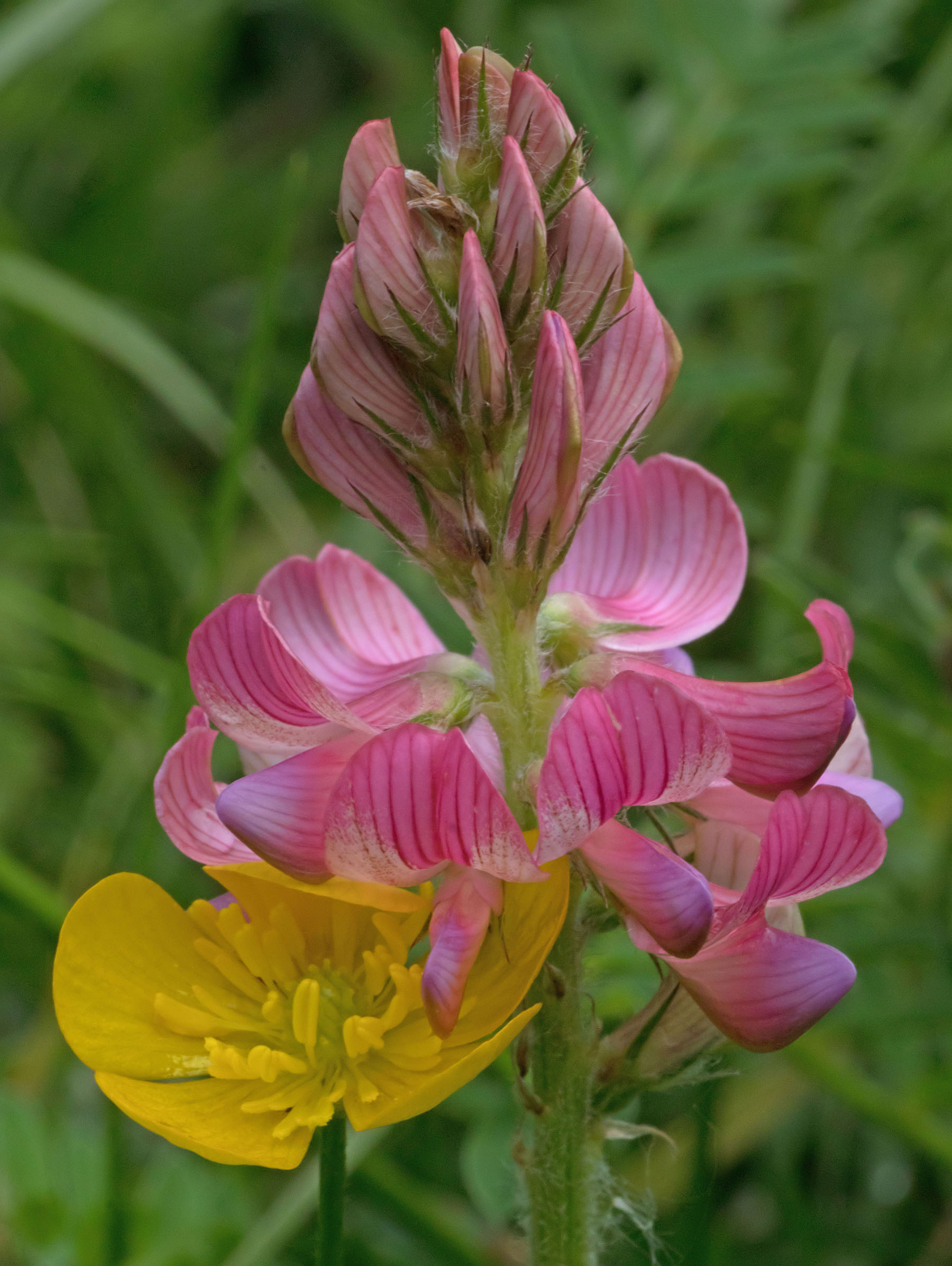 Sainfoin and buttercup 18 May 2017