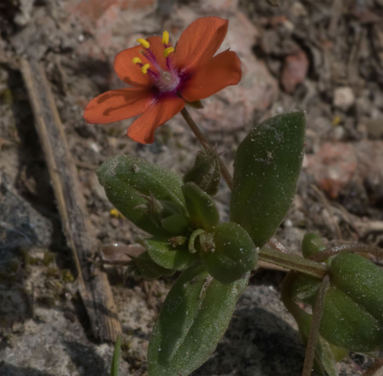 Scarlet pimpinel STolls 2 June 2017