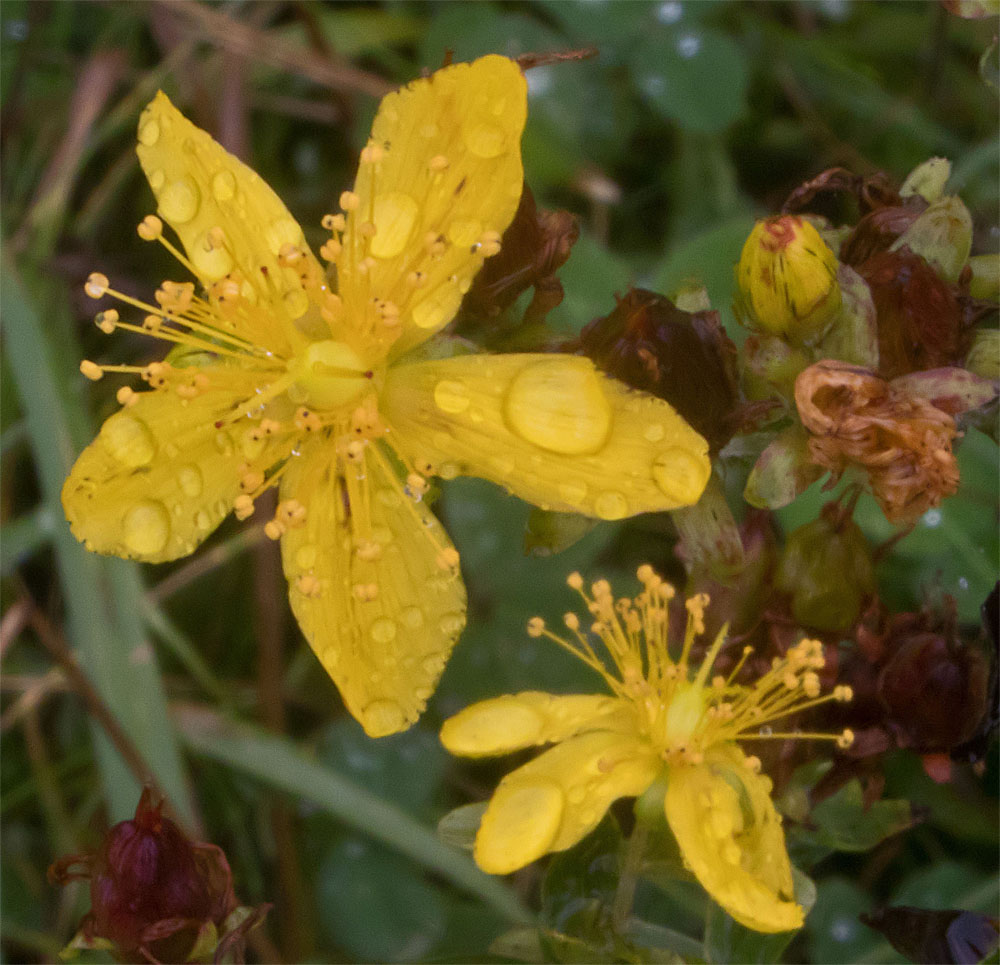 St John's Wort HV 4 Sept 2017