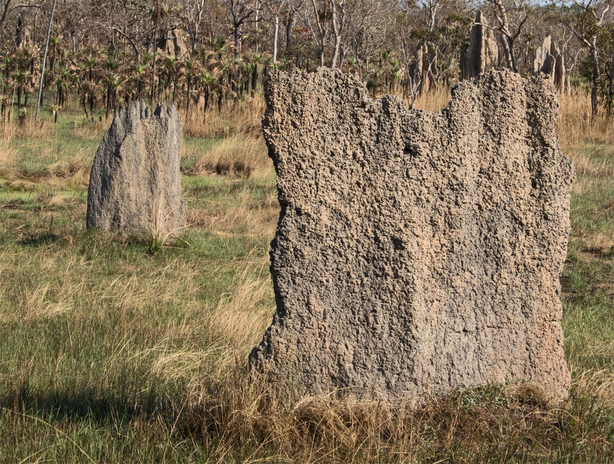 Termite mounds1