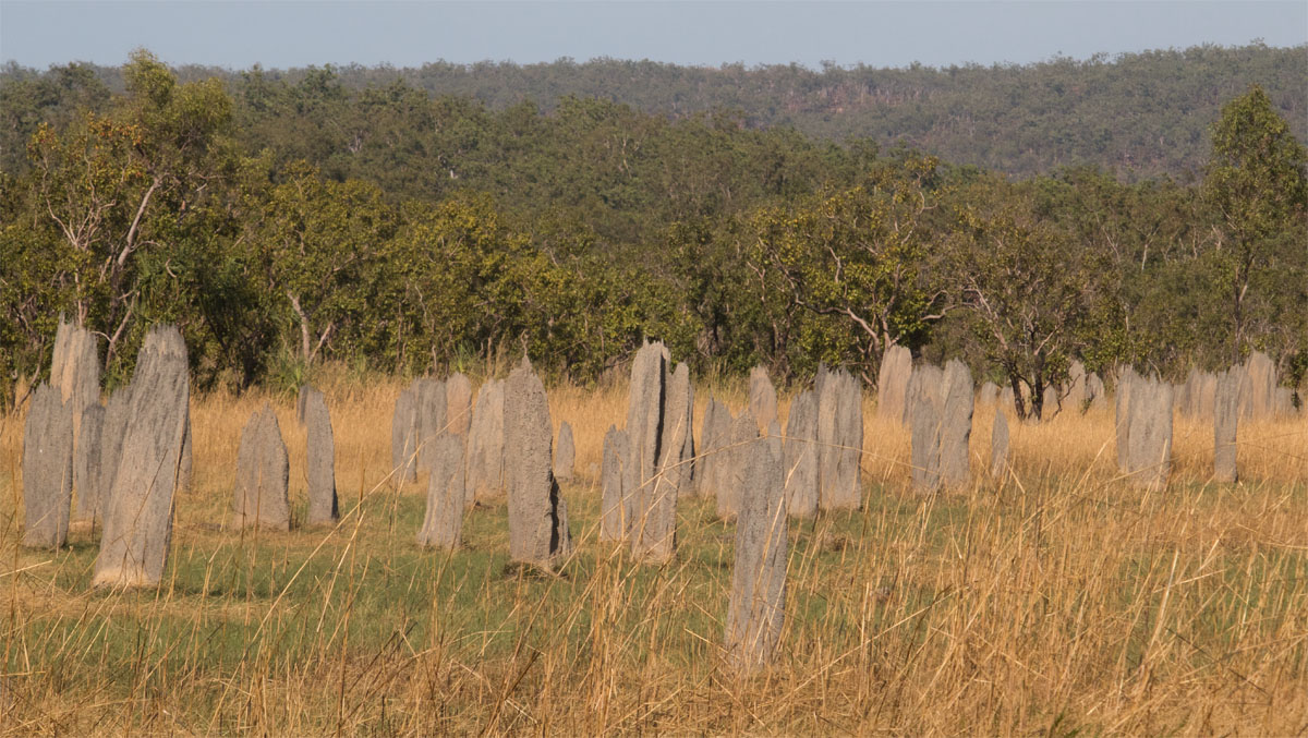 Termite mounds3