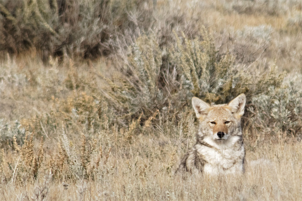 Coyote1 GNP Sept 18