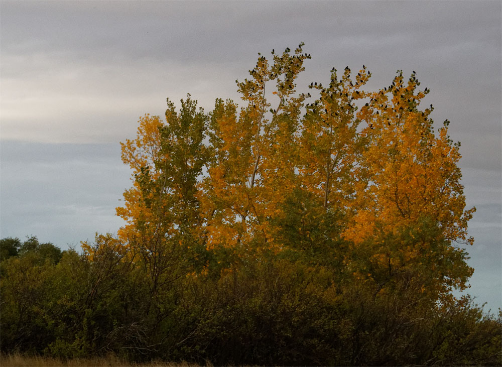 Grackles in the tree Sept 18
