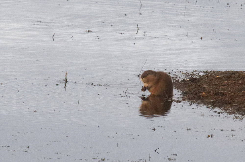Muskrat Sept 18