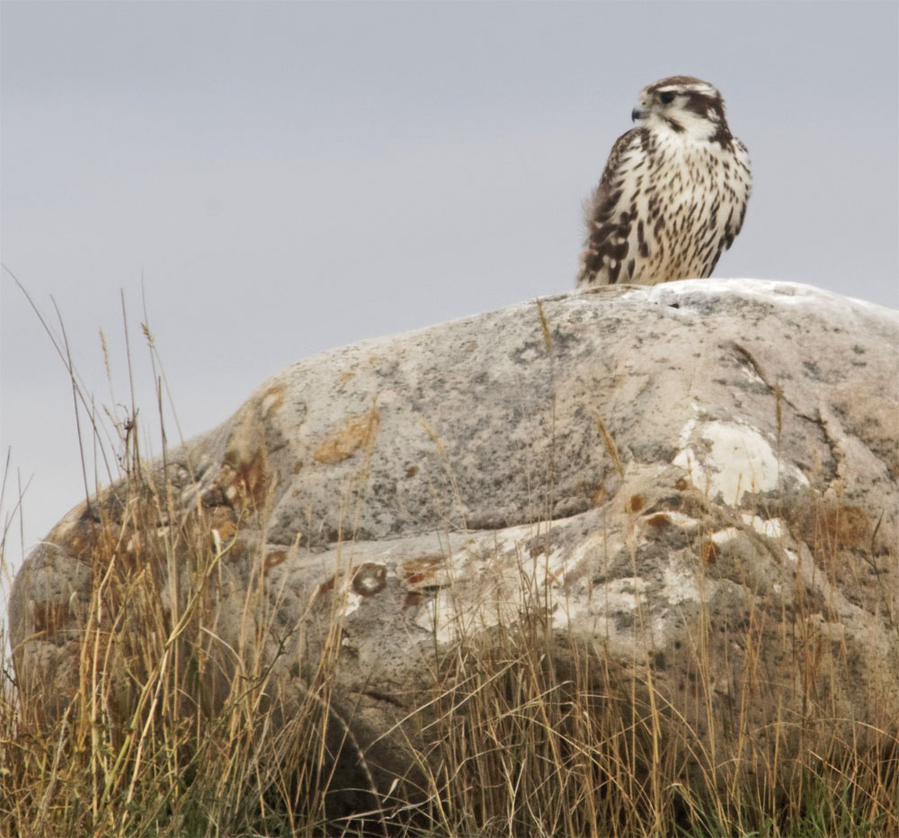Prairie falcon 20 Sept 2018