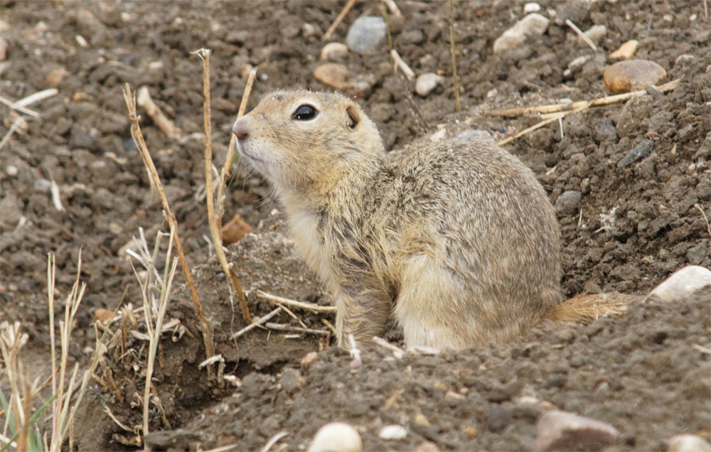 Richardson's ground squirrel 20 Sept 2018