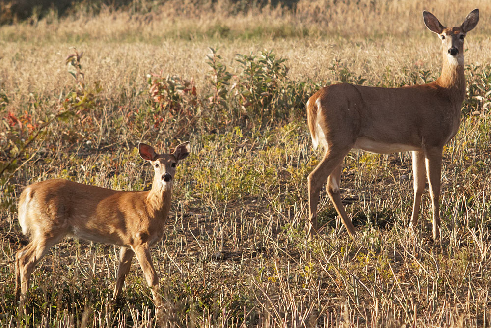 White tailed deer GNP Sept 18