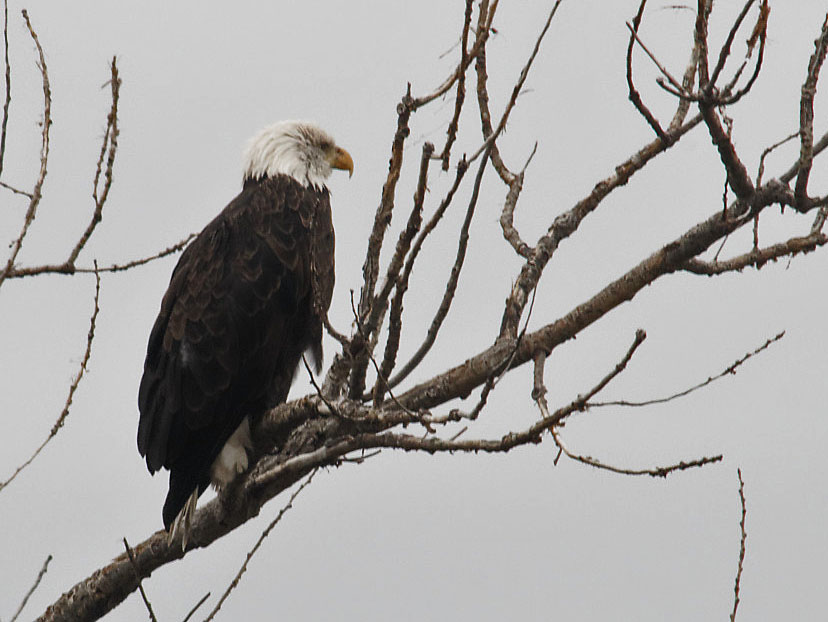 Bald eagle 19 Sept 2018