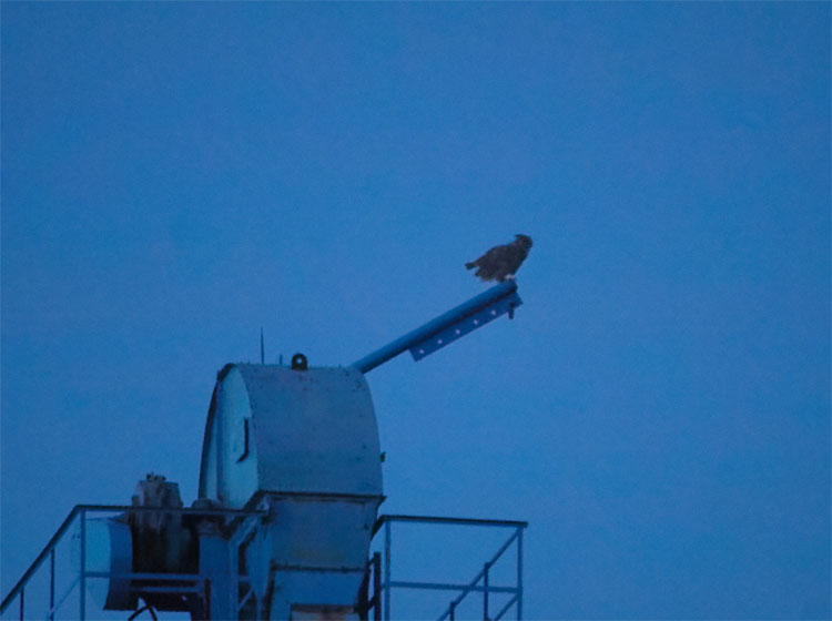 Great horned owl grain train 19 Sept 2018