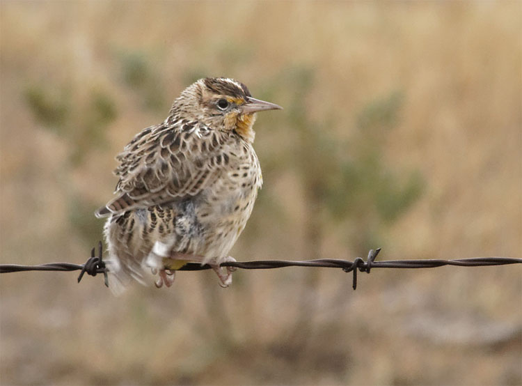 Meadowlark 20 Sept 18