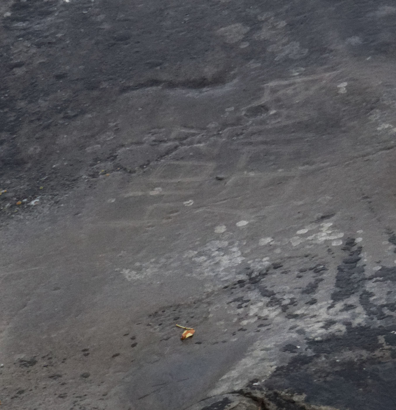 Petroglyph