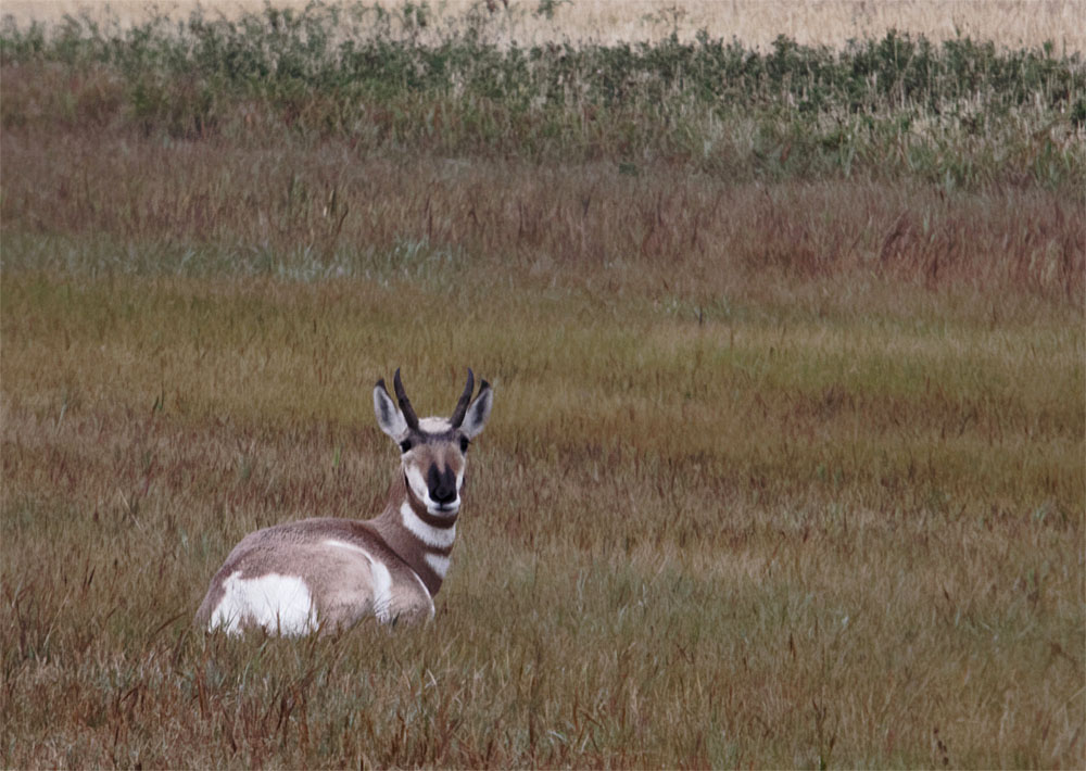 Pronghorn 20 Sept 2018