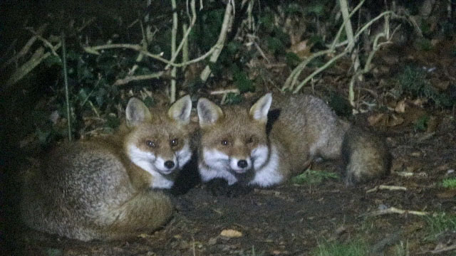 fox dun male and vixen 23 jan 19