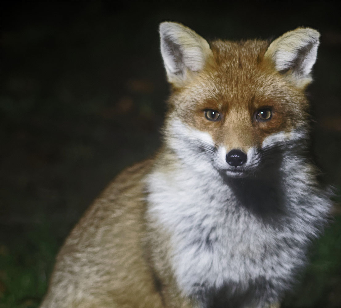 fox dun rival 23 jan 19