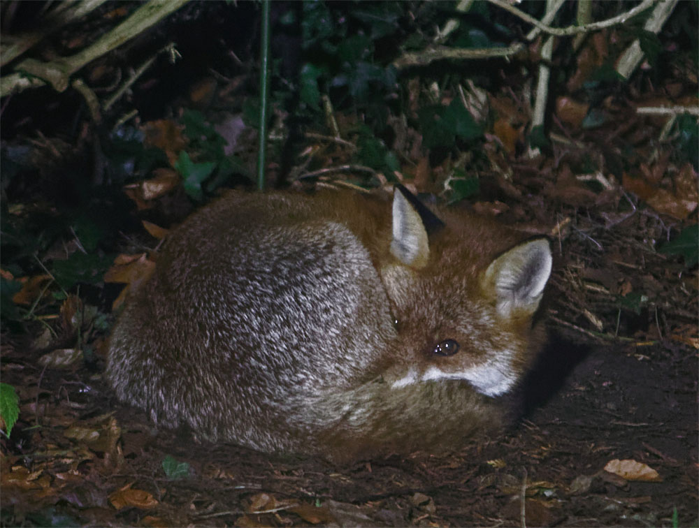 fox vixen sleeping 23 jan 19