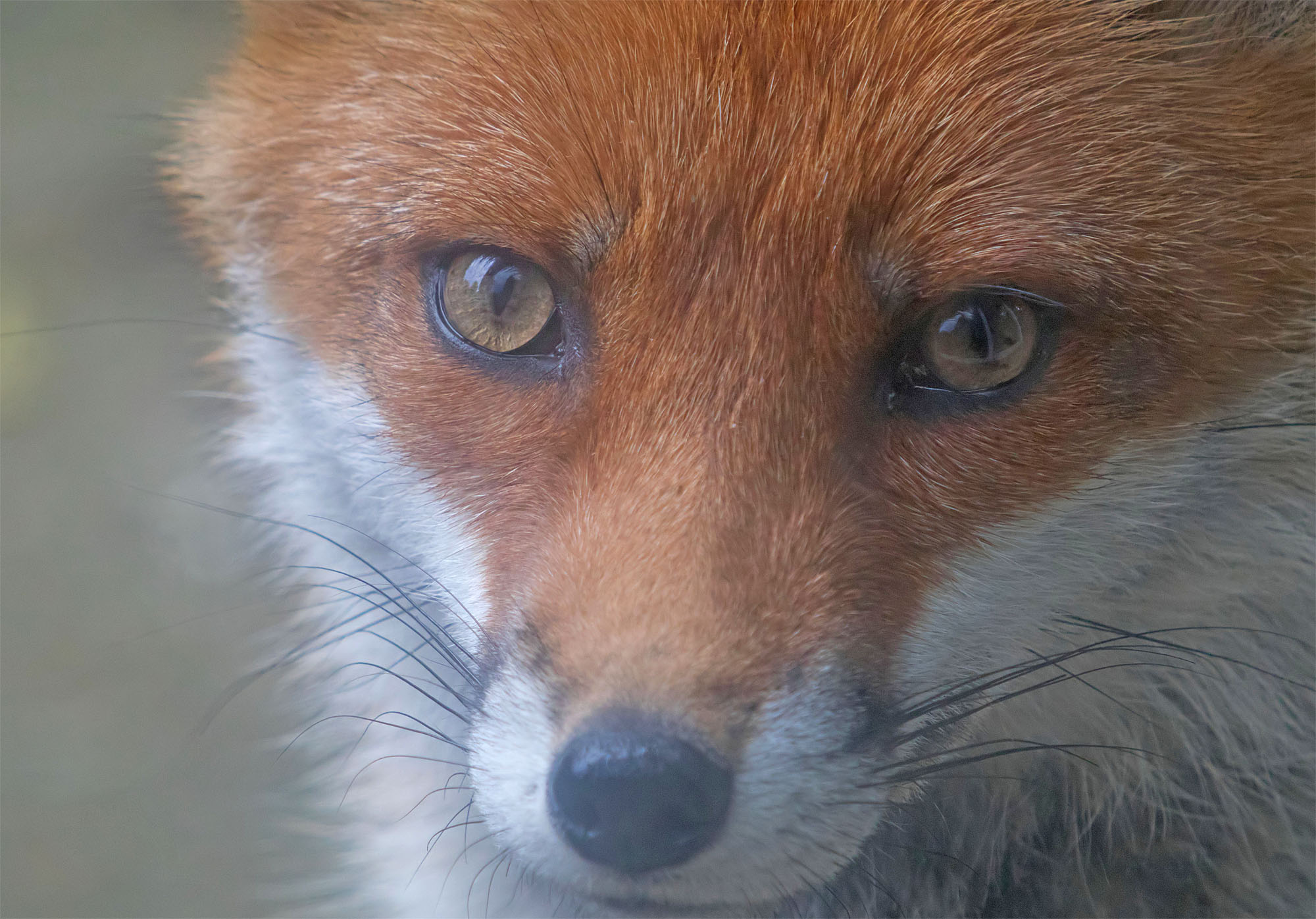 fox white socks1 19 may 2017