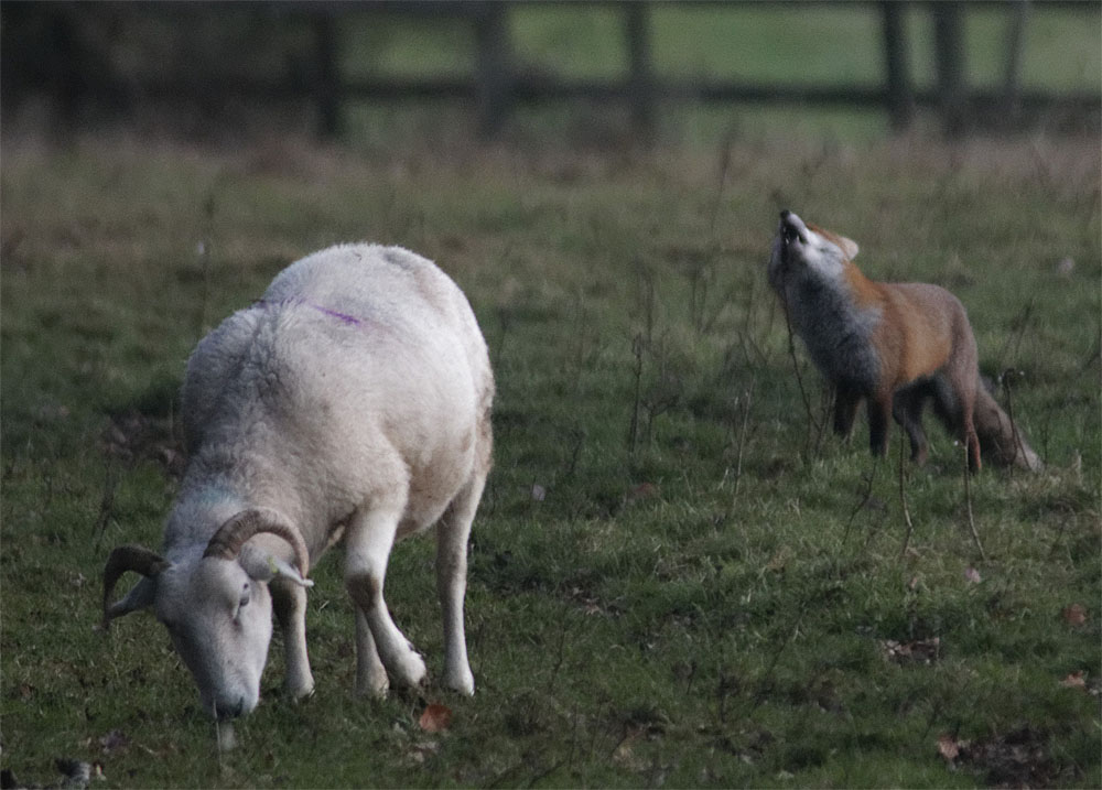 foxes courting3 17 jan 2019