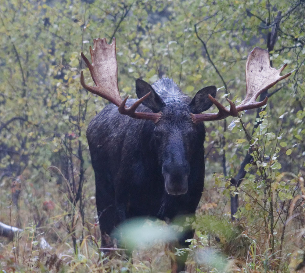moose3 24 sept 2018