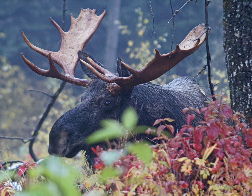 moose4 24 sept 2018