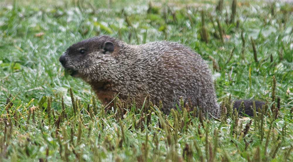 woodchuck rmnp sept 18