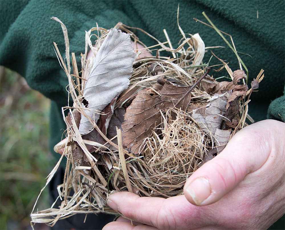 Dormouse nest 28 Nov 2017