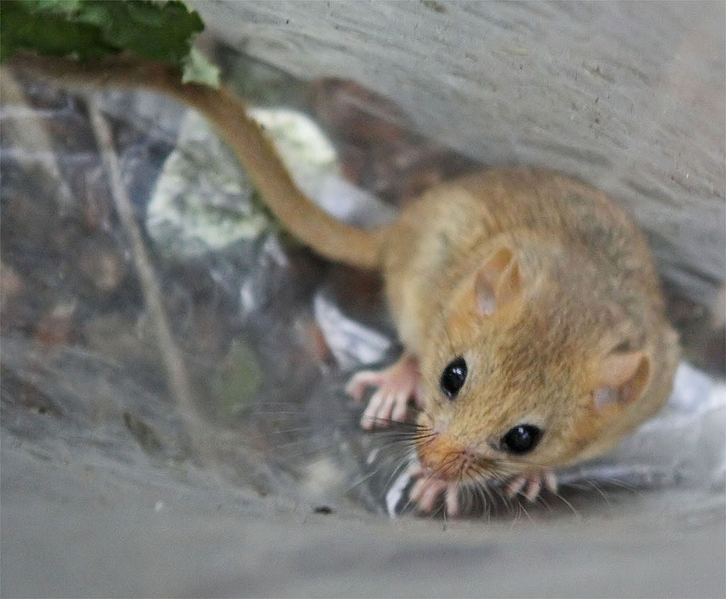 Dormouse photo2