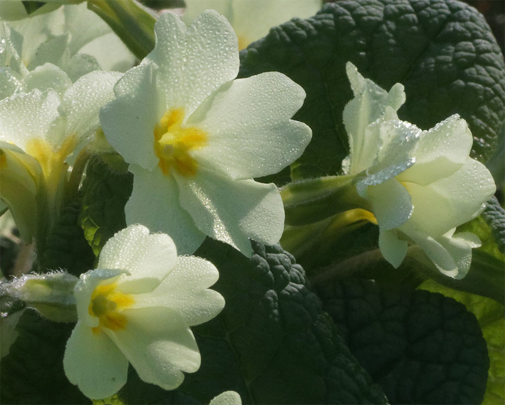 Wild primrose at Quarrydean1 Mar 2019
