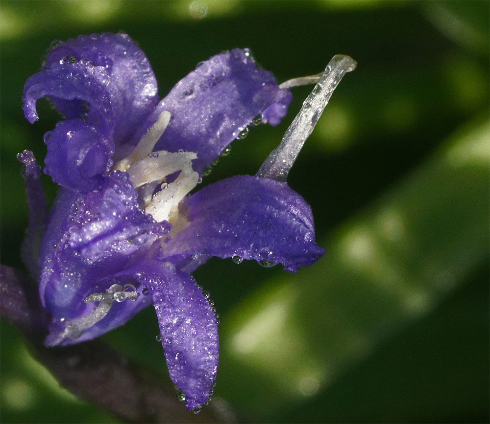 Bluebell dew drops 19 Apr 19