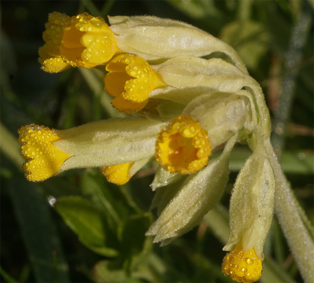 Cowslip dew drops2 19 Apr 19