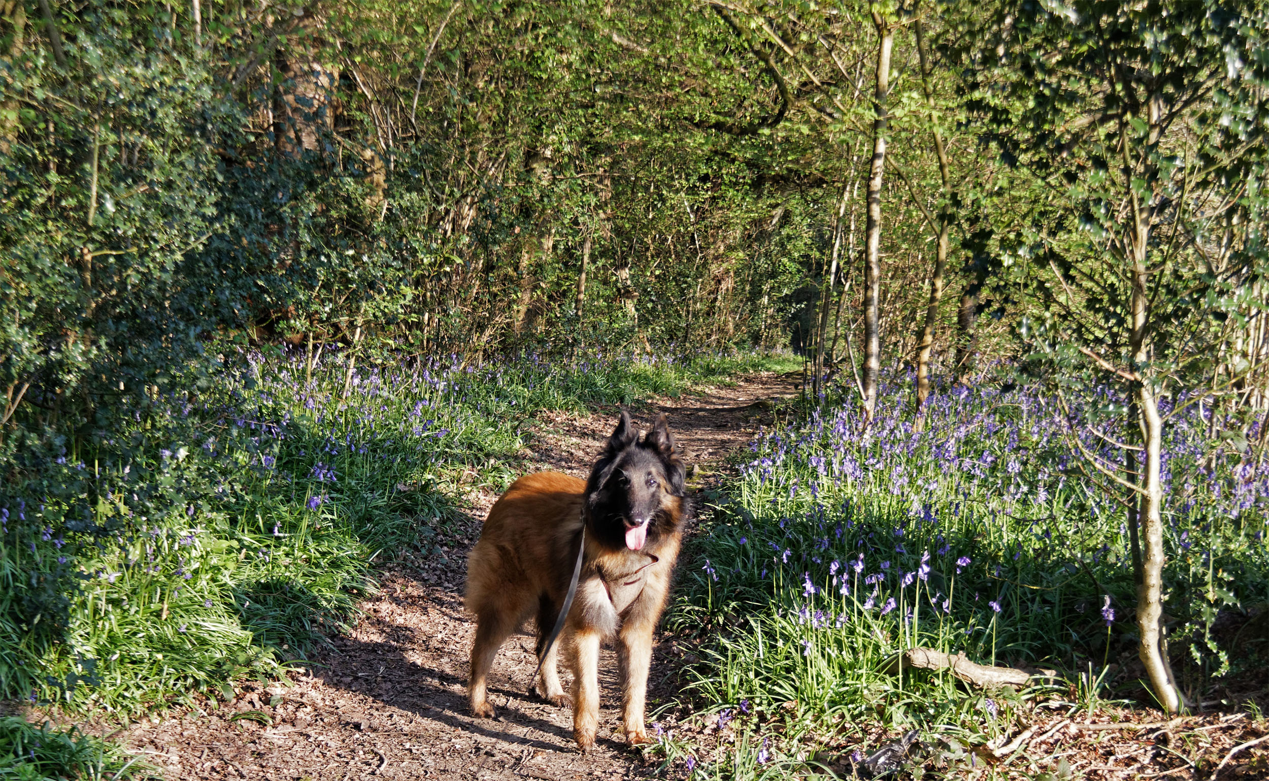 Khamsin in bluebells 21 Apr 19