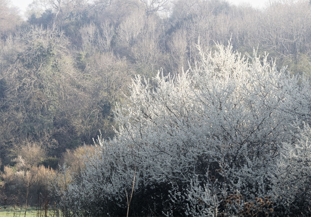 Spring blossom 19 Apr 19