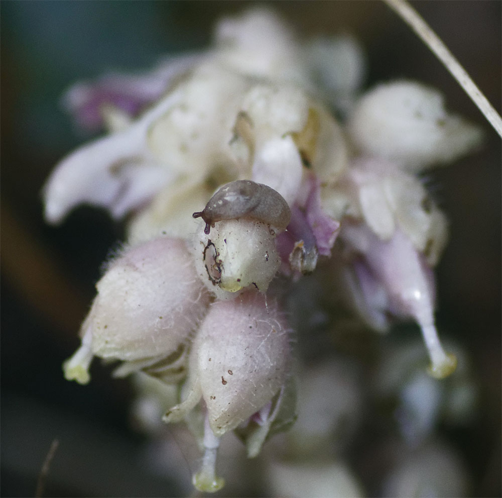Toothwort and little slug 19 Apr 19