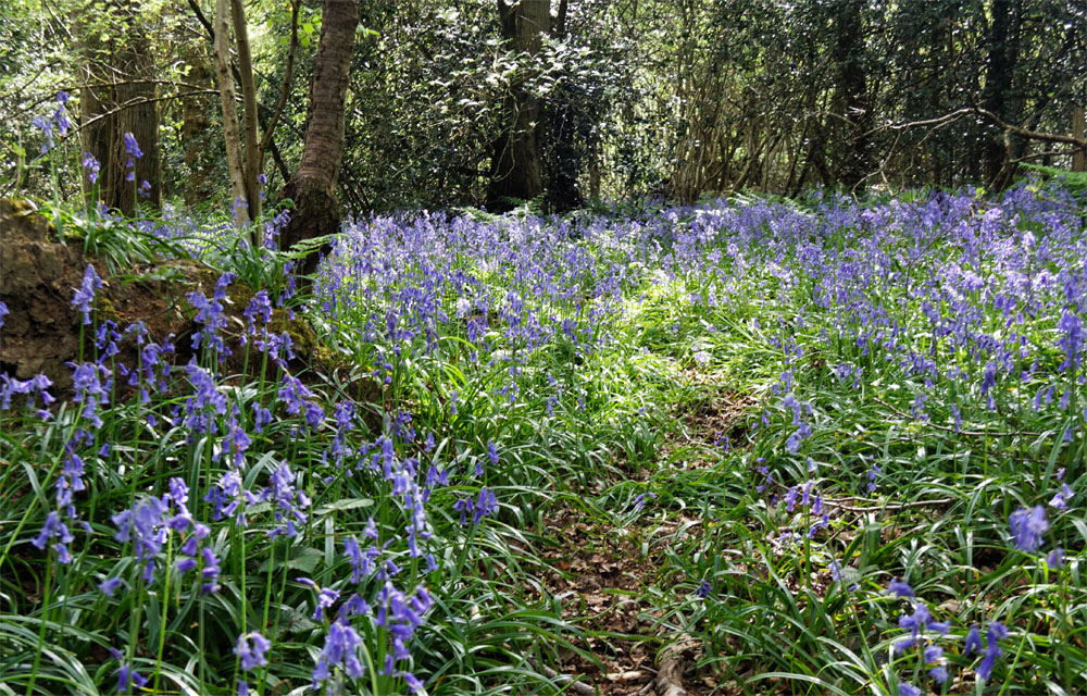 Bluebells woods 2019a