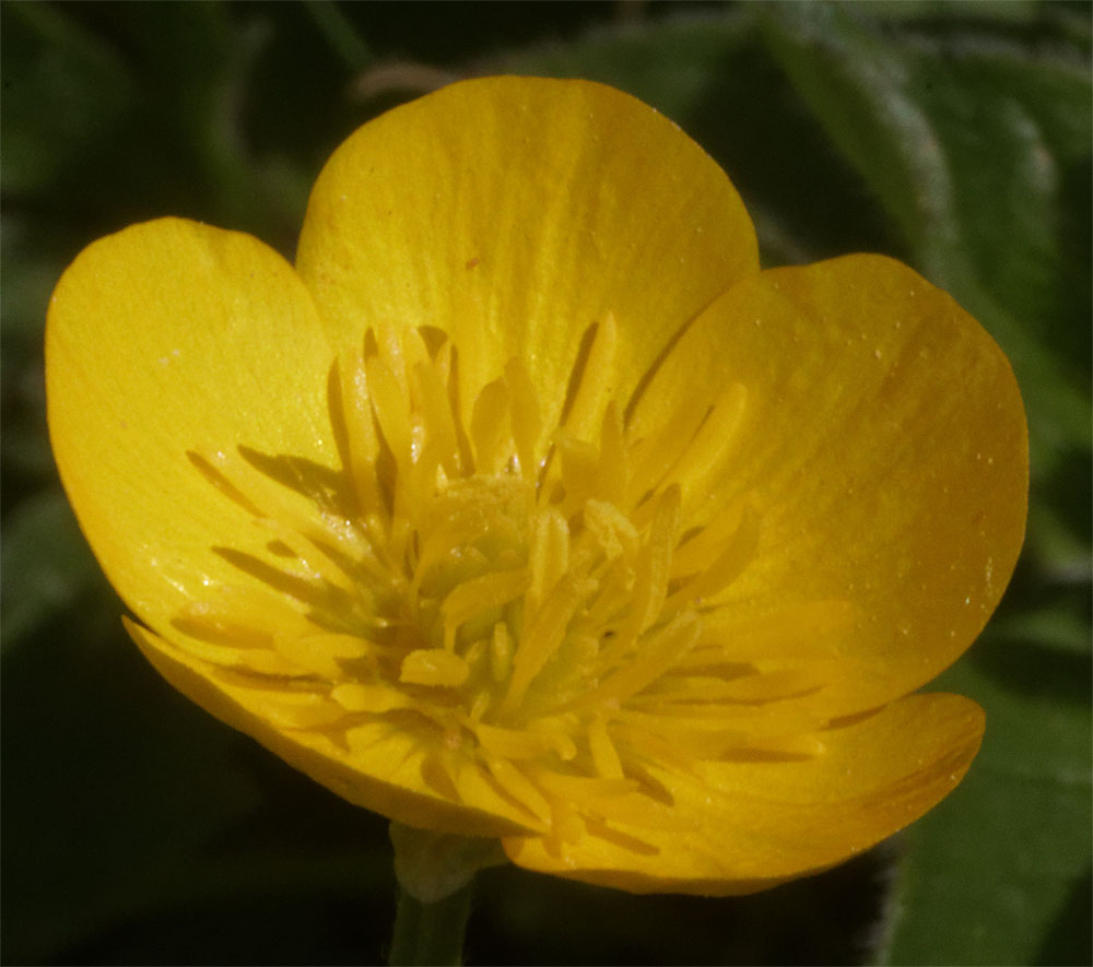 Buttercup 4 May 2019