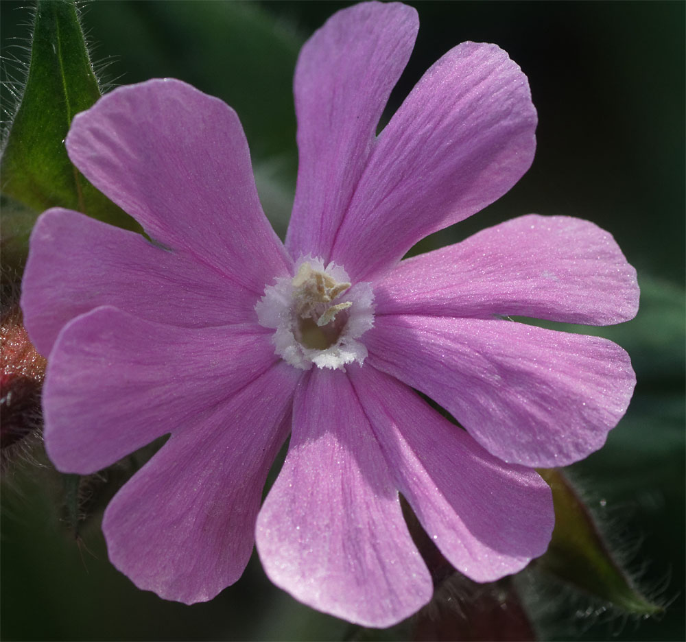 Red campion 4 May 2019