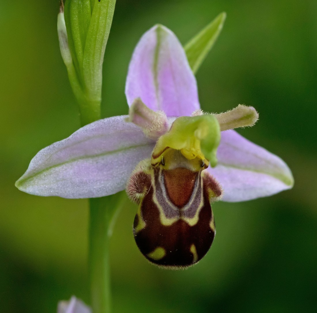 Bee orchid S Tolls 31 May 2017.jpg