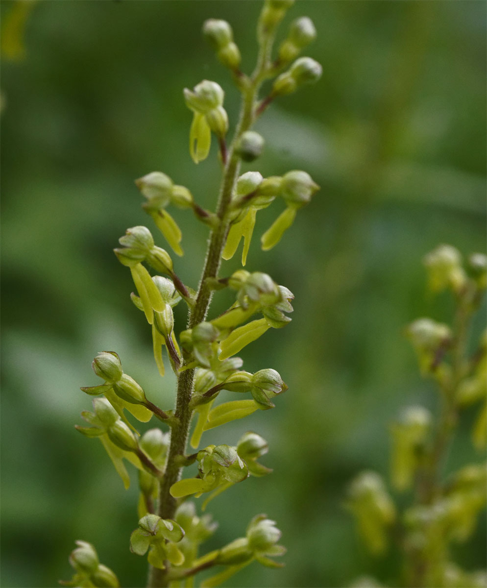Common twayblade 7 Jun 19