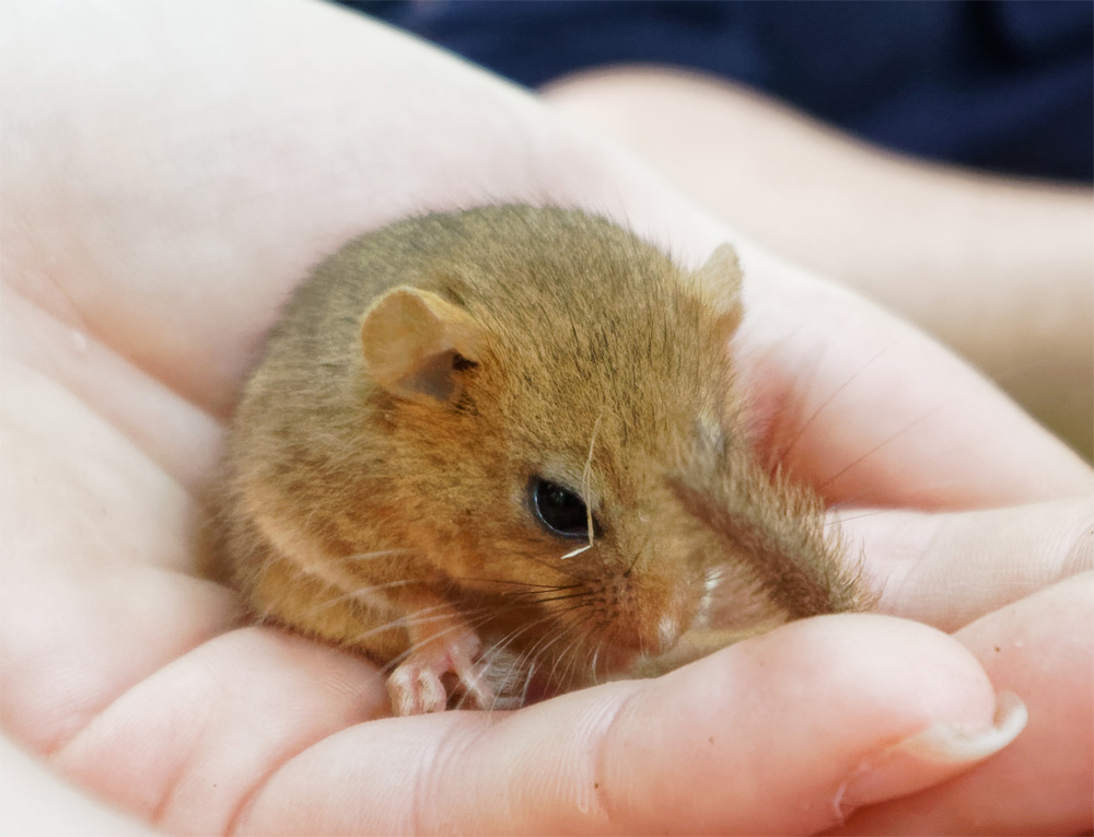 Dormouse 25 May 19