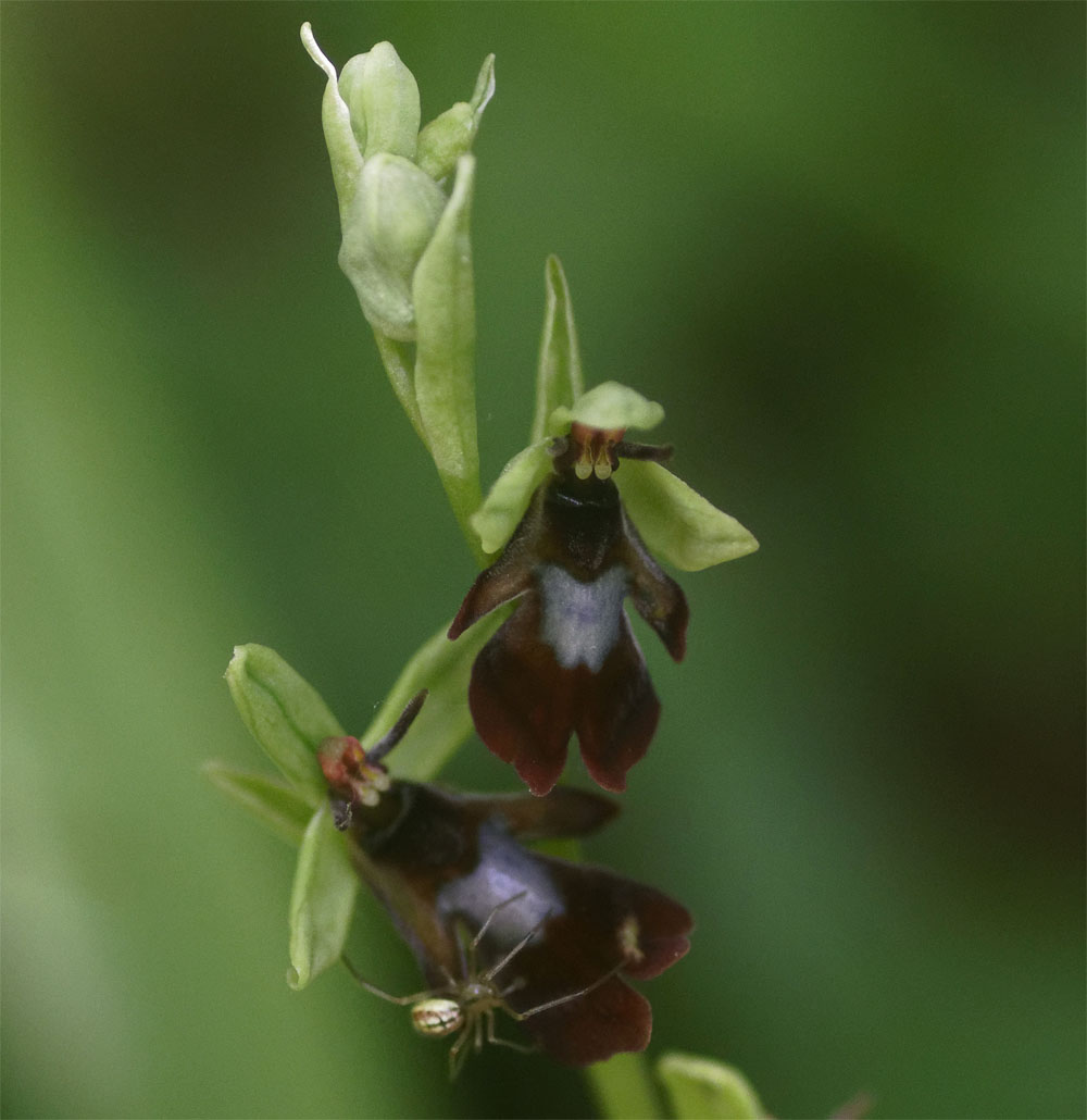 Fly orchid with spider 6 Jun 19