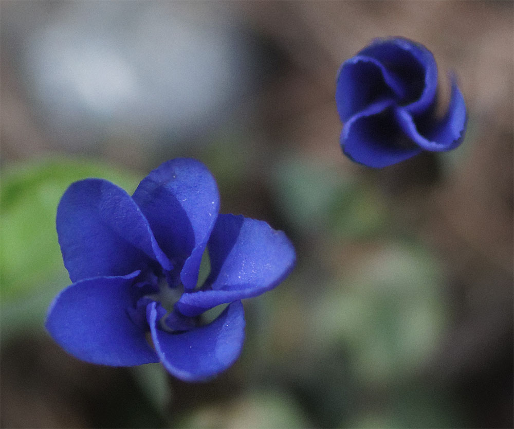 Gentian CH Jun 19