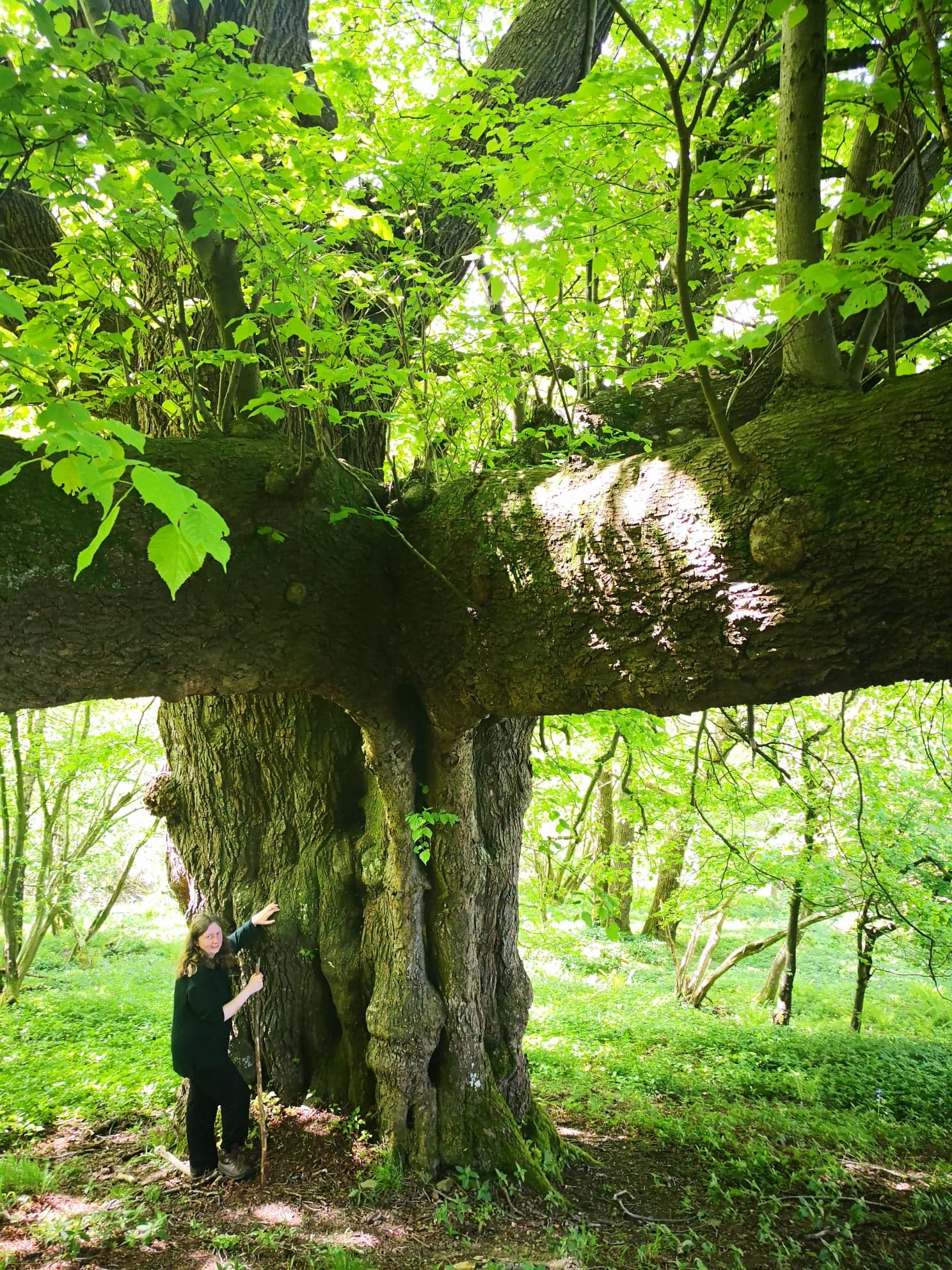 Giant tree Mortimer Forest May 19