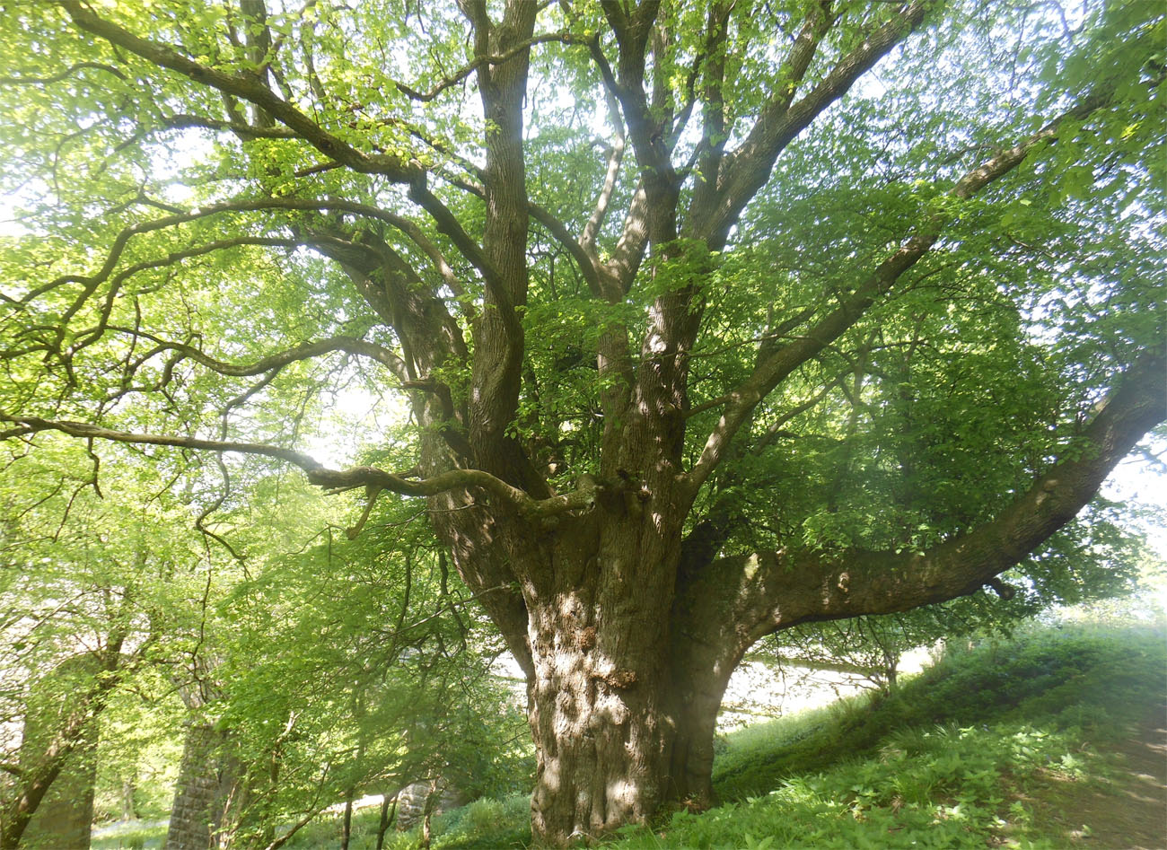 Giant tree2 Mortimer Forest May 19